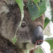 leafy veils by koalagardens