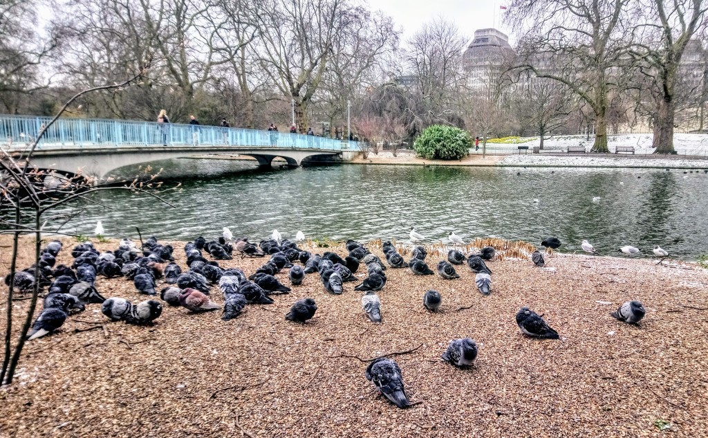 Huddling St James's Park pigeons by boxplayer