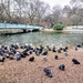 Huddling St James's Park pigeons by boxplayer