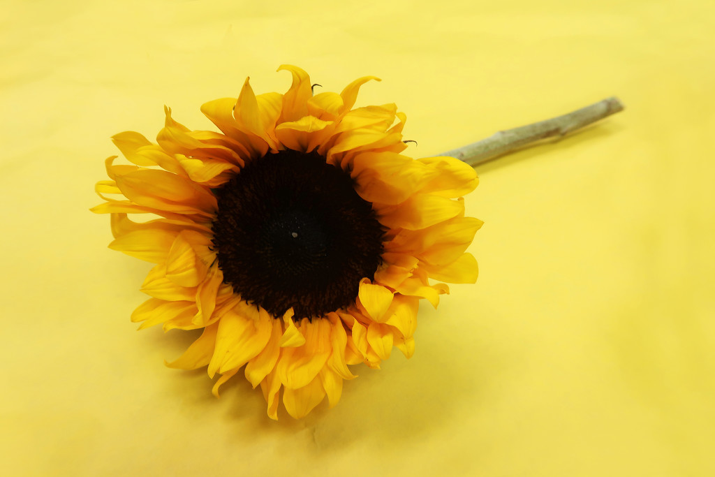 Yellow Sunflower by ingrid01