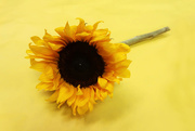 28th Mar 2018 - Yellow Sunflower