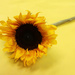 Yellow Sunflower by ingrid01
