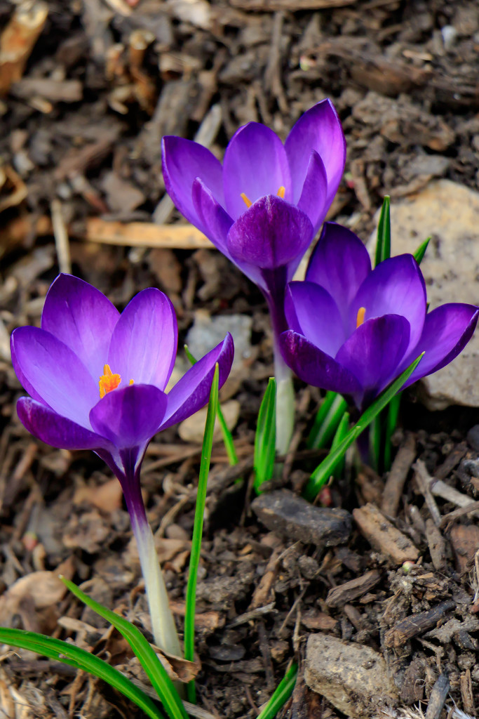 crocuses are out! by jernst1779