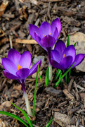28th Mar 2018 - crocuses are out!
