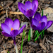 crocuses are out! by jernst1779