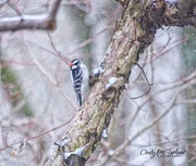 28th Mar 2018 - Woodpecker In the Snow