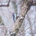 Woodpecker In the Snow by cindymc