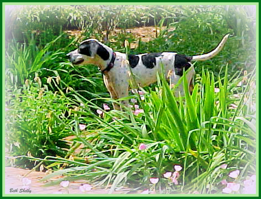 Pointer among the Posies by vernabeth