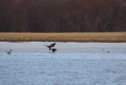 16th Mar 2018 - 0316_7463 Eagles on the backwater