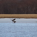 0316_7463 Eagles on the backwater by pennyrae