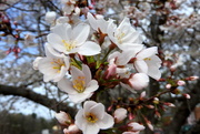 28th Mar 2018 - Crabapple in bloom