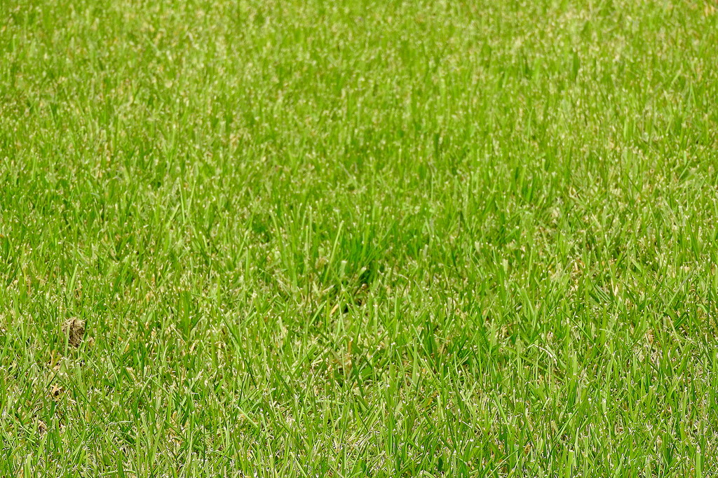 GREEN grass by homeschoolmom