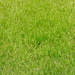 GREEN grass by homeschoolmom