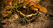 28th Mar 2018 - Palamedes Swallowtail Butterfly!