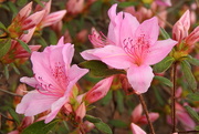 29th Mar 2018 - Azaleas are starting to bloom