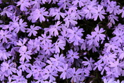 29th Mar 2018 - Purple Phlox