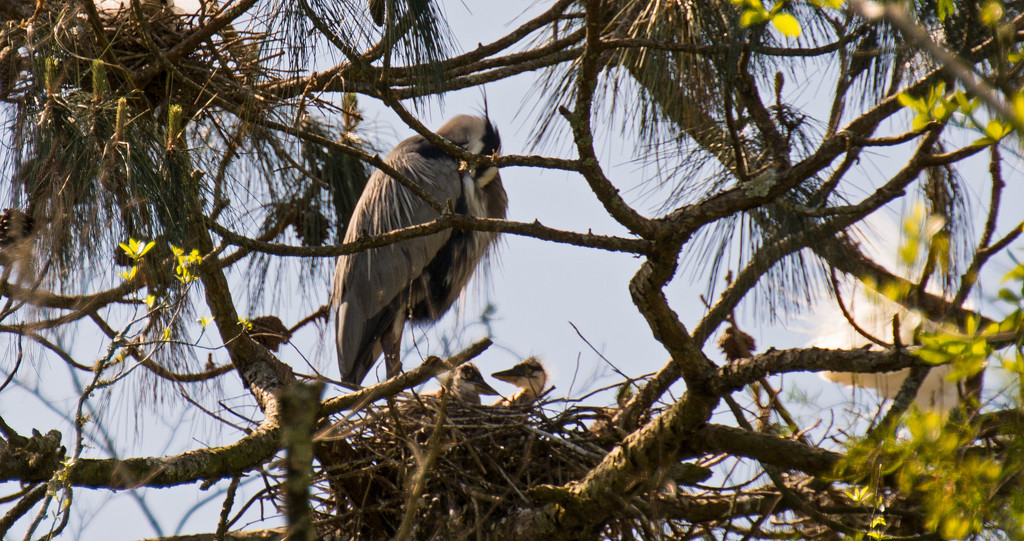 Blue Heron and the Babies! by rickster549