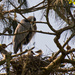 Blue Heron and the Babies! by rickster549