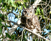 29th Mar 2018 - A Spotted Eagle Owl ..
