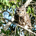 A Spotted Eagle Owl .. by ludwigsdiana