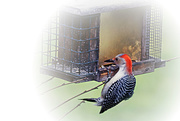 28th Mar 2018 - Red-bellied Woodpecker