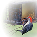 Red-bellied Woodpecker by dsp2