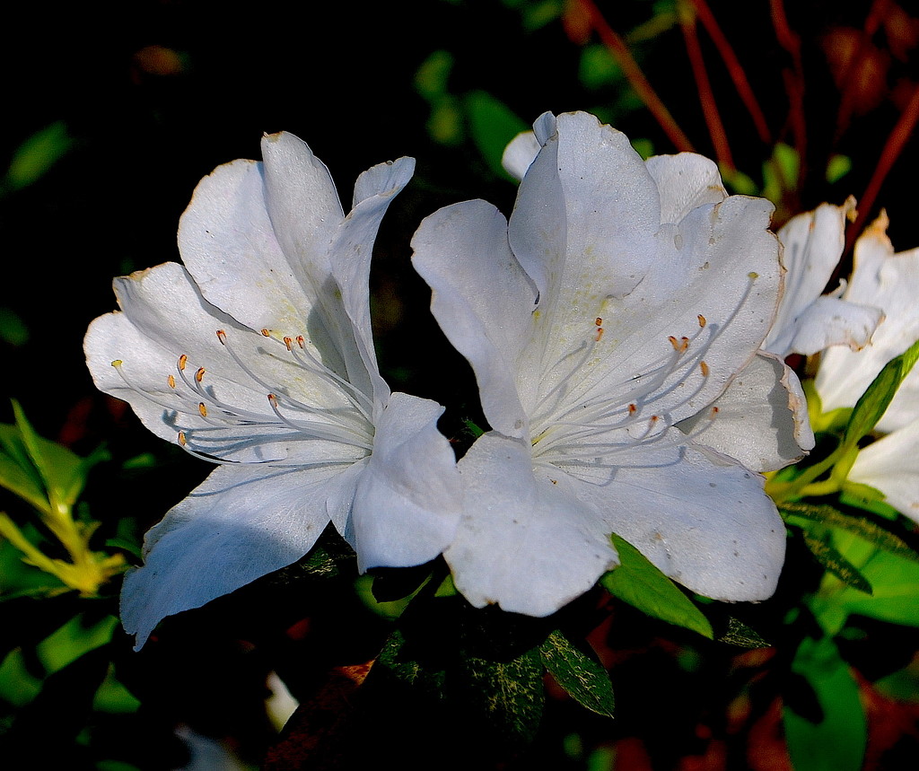 Azaleas, Magnolia Gardens by congaree