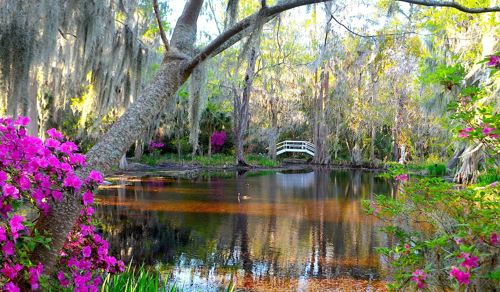 Tranquil scene at Magnolia Gardens by congaree