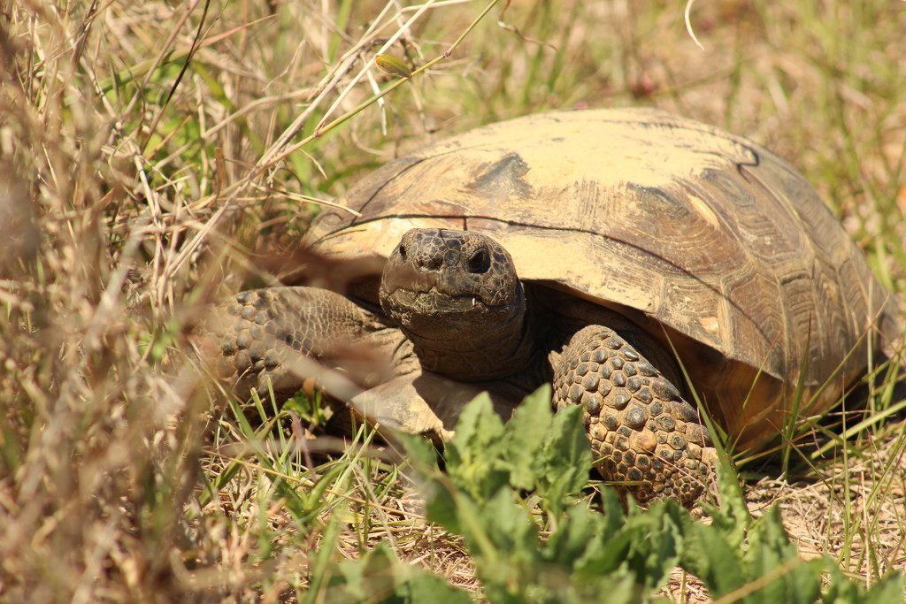 Gopher Tortoise by rob257