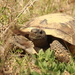Gopher Tortoise by rob257