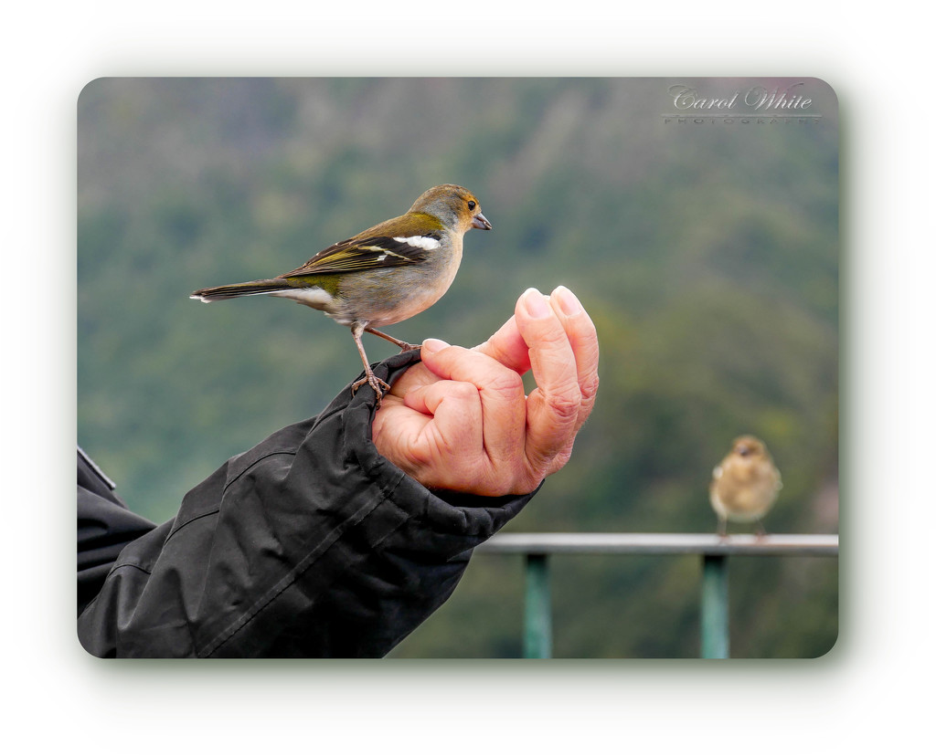 A Bird In The Hand.... by carolmw