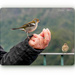 A Bird In The Hand.... by carolmw