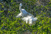 29th Mar 2018 - Snowy egrets in the nest