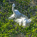 Snowy egrets in the nest by danette