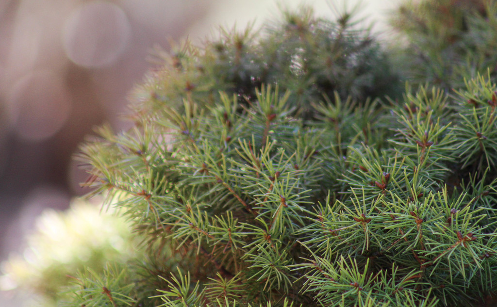 Green Alberta Spruce by mittens