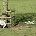 Ickworth Lambs by g3xbm