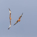 Red Kites aerial dance by padlock
