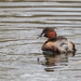 Little Grebe with fish by padlock