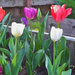 Tulip Garden  by joysfocus