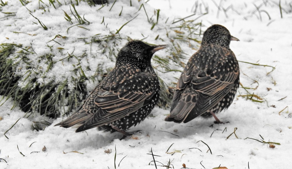 Starling in the Snow  by susiemc
