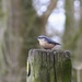 Was watching this nuthatch feeding and got quite close - but then my battery went dead! Lesson to be learnt there, charge camera up before taking it out!! by lyndamcg