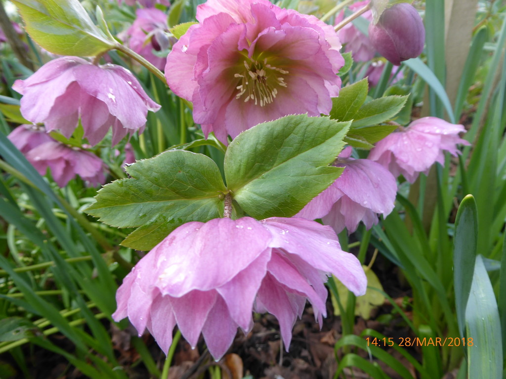 Pink hellebores.... by snowy