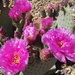 Spring Cactus blooms in Lake Havasu, Arizona  by markandlinda
