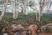 29th Mar 2018 - Dwarf Iris Landscape with Birch Trees