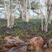 Dwarf Iris Landscape with Birch Trees by rminer
