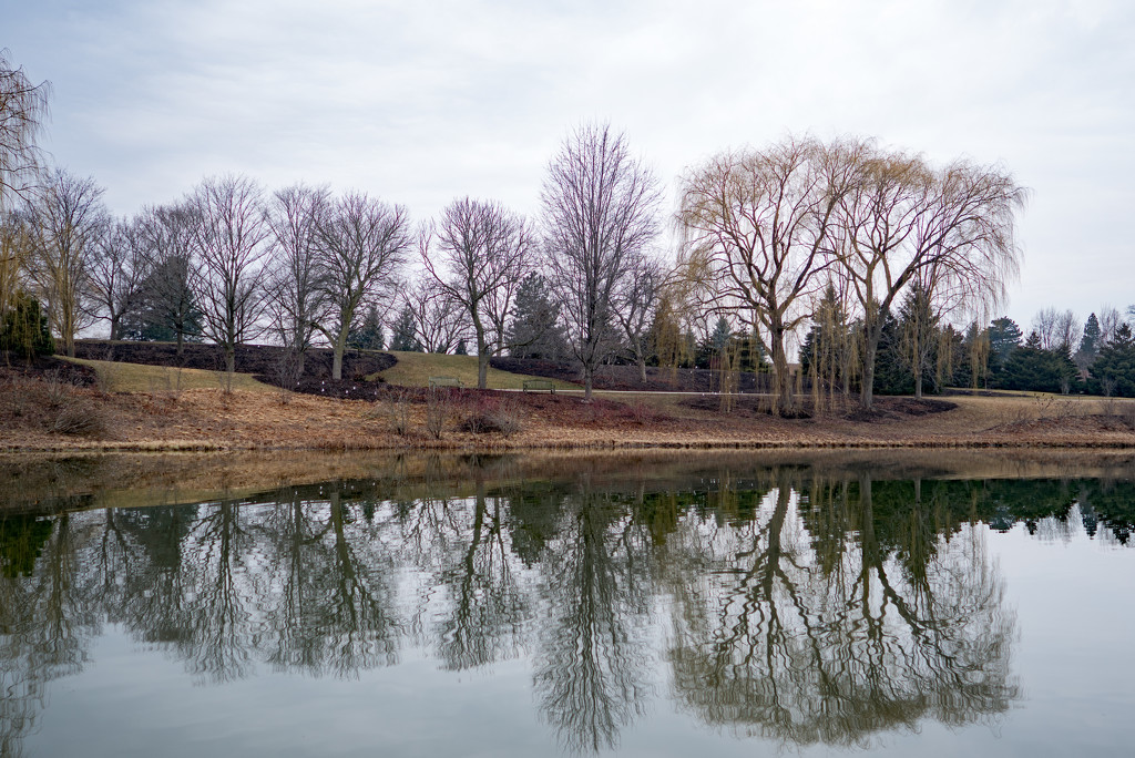 Bare Treeline with Reflection by rminer