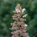 Flowering Brown Christmas Tree in a English Walled Garden by rminer