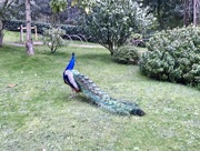 21st Mar 2018 - Peacock