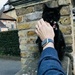 Our friendly neighbourhood cat by emma1231
