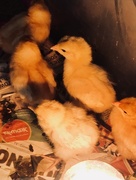 17th Mar 2018 - Chicks